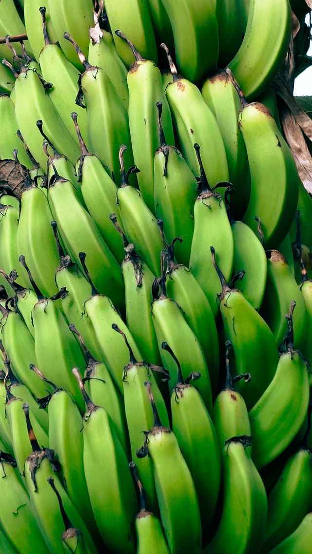 Detailaufnahme von frischen grünen Bananen
