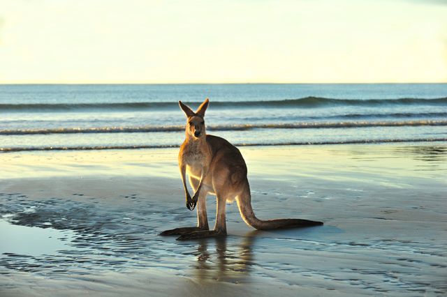 Ein Känguru am Strand