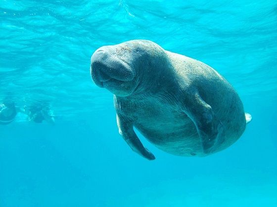 Sehkuh in der Karabik