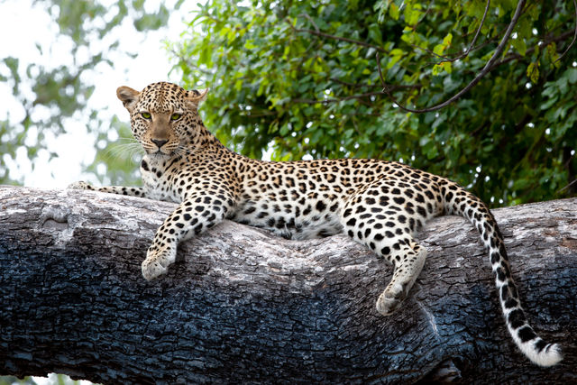 Leopard auf einem Baum, Okavango Delta