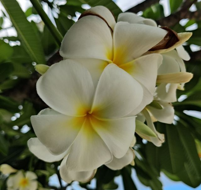Frangipani Blüte
