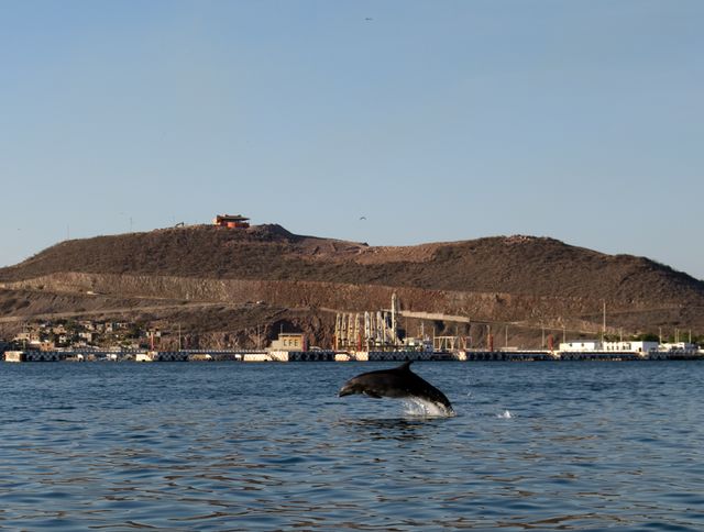 Delfin in der Topolobampo Bucht