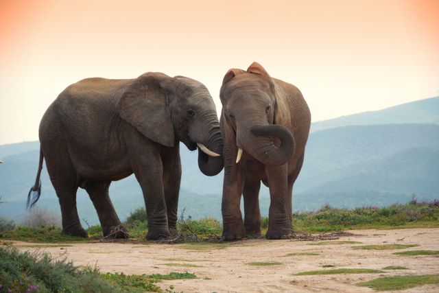 Zwei Elefanten im Addo Elephant Nationalpark