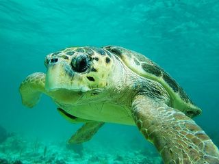 https://media.ae-erlebnisreisen.de/original/sm/belize-barrier-reef-schnorcheln-schildkroete.jpg
