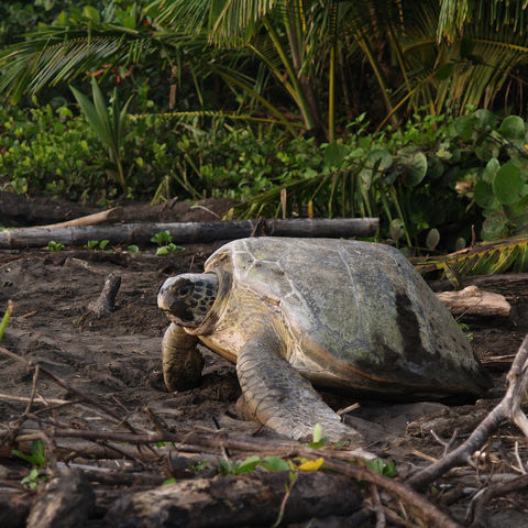 , Costa Rica