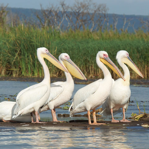 Pelikane am Chamosee, Äthiopien