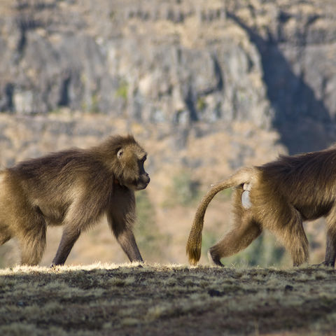 Affen in den Simien-Bergen, Äthiopien