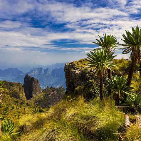 Aussicht vom Imet Gogo Peak und riesige Lobelien im Simien Nationalpark © Witr, Dreamstime.com