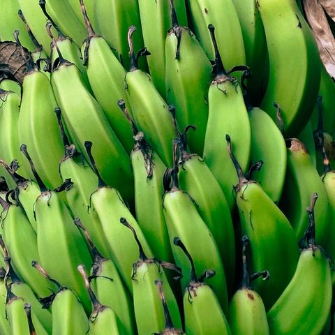 Detailaufnahme von frischen grünen Bananen, Angola