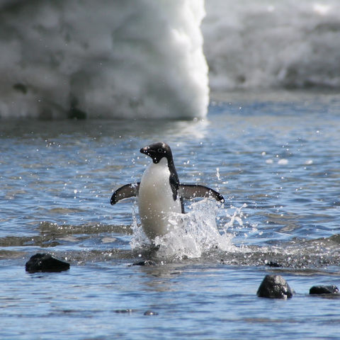 Adeliepinguin planscht im Wasser, Antarktis