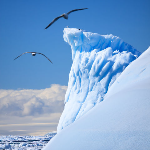 Albatrosse vor einem Eisberg, Antarktis