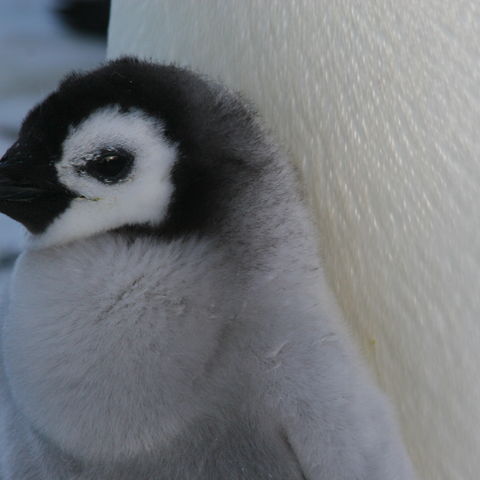 Pinguinjugtier vorm Bauch seiner Eltern, Antarktis