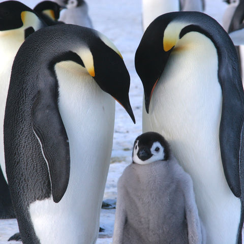 Kaiserpinguine mit Küken, Antarktis