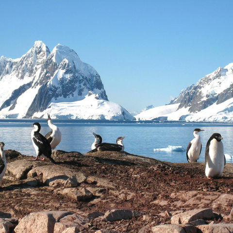 Adeliepinguin und andere Seevögel auf der Petermann Insel, Antarktis