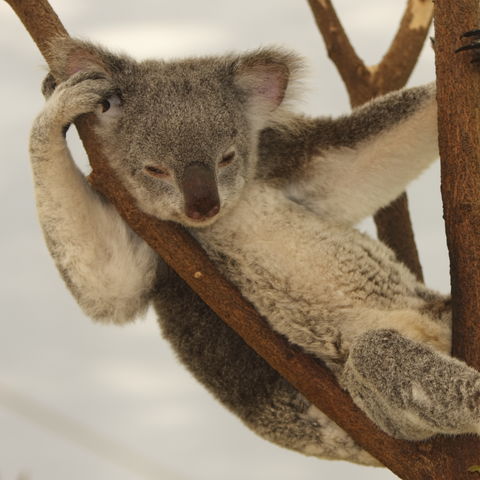 Faulenzender Koala im Eukalyptus Baum, Australien