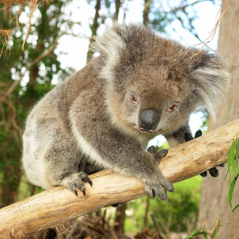 Koala an einem Baumstamm, Australien