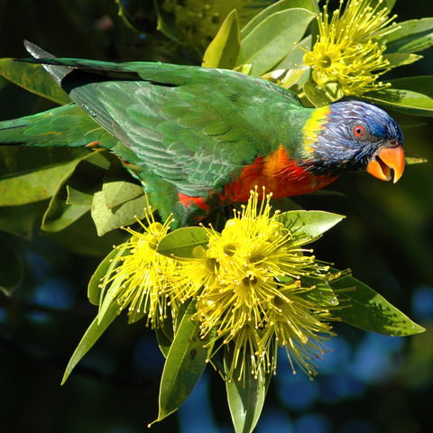 Lorikeet, Australien