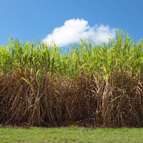 Zuckerrohrplantage im Norden von Queensland, Australien