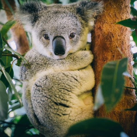 Süßer Koala, Australien