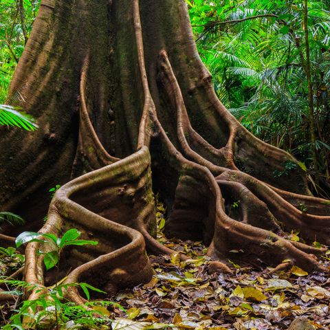 Tropische Wildnis im Daintree, Australien