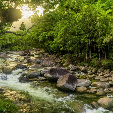 Das Rauschen des Regenwaldes, Australien