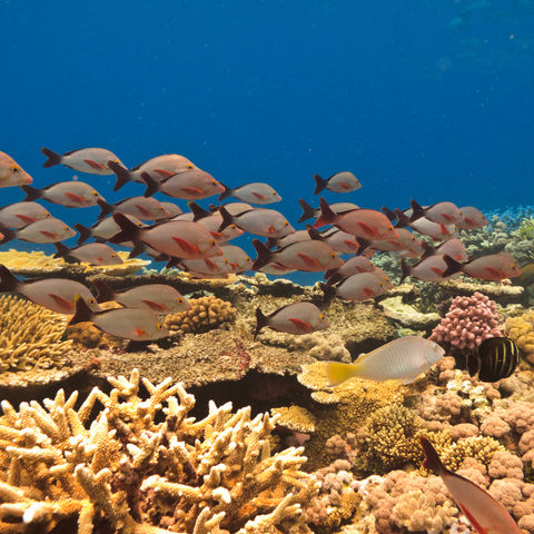 Bunter Fischschwarm im Great Barrier Reef, Australien