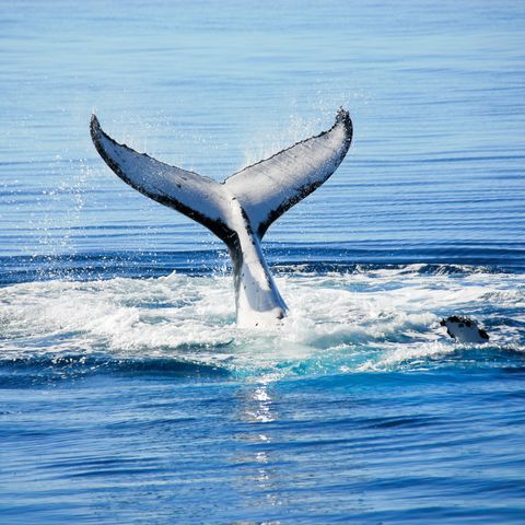 Majestätische Buckelwale vor Hervey Bay, Australien