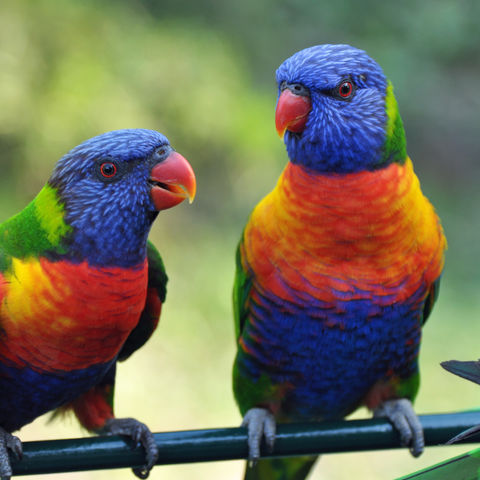 Regenbogenpapageie, Australien