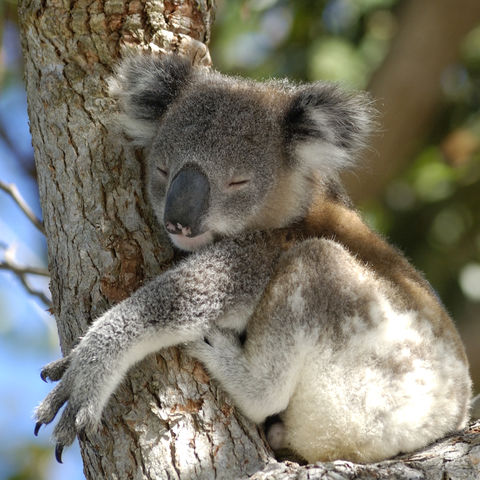 Schlafender Koala, Australien