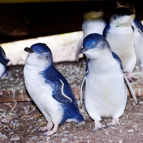 Pinguine auf Phillip Island, Australien