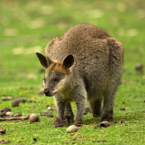 Wallaby, Australien