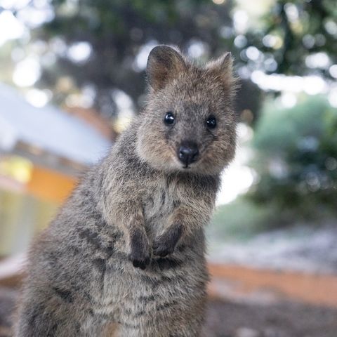 Ein Quokka auf Rottnest Island, Australien