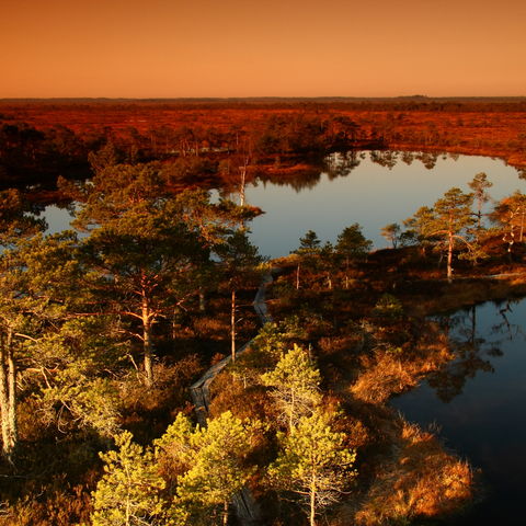 Sumpflandschaft in rote Herbstfarben gehüllt, Estland, Baltikum