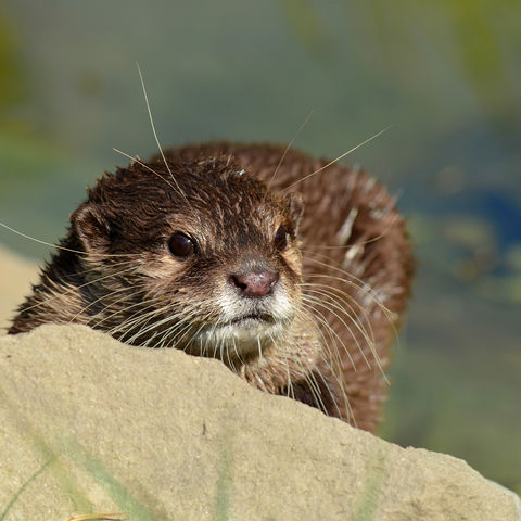 Otter, Bangladesch