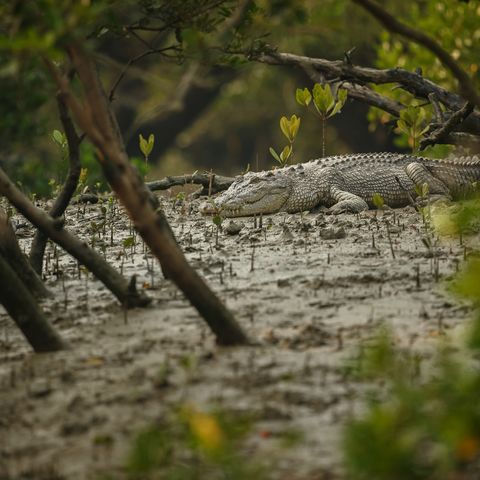 Krokodil in den Sundarbans, Bangladesch