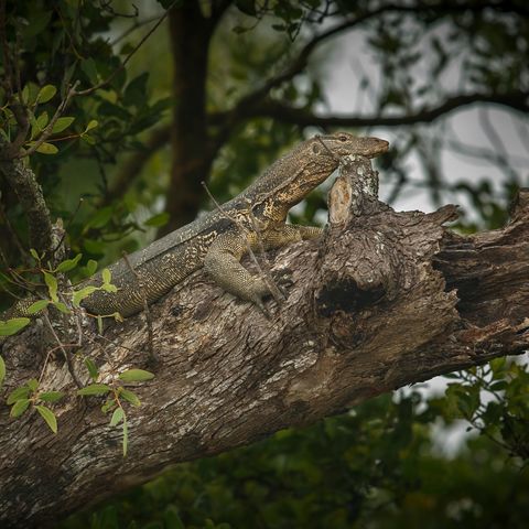 Eine Eidechse auf einem Baum in den Sundarbans, Bangladesch