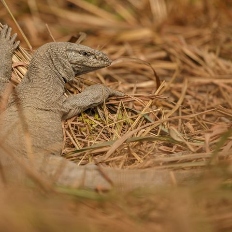 Ein großer Waran im Sundarbans-Nationalpark, Bangladesch