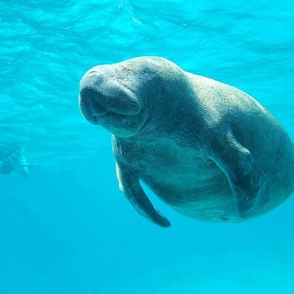 Sehkuh in der Karabik, Belize