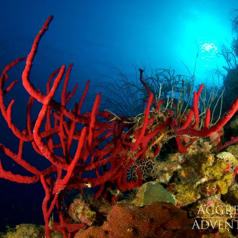 Korallenwelt am Belize Barrier Reef, Belize