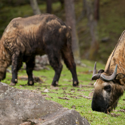 Das Nationaltier der Bhutaner, der Takin, Bhutan