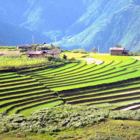 Leuchtende Reisfelder, Bhutan