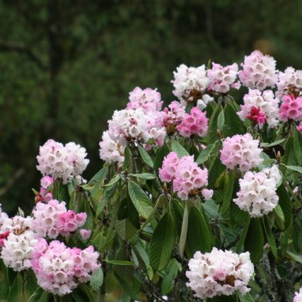 Blühender Rhododendron, Bhutan