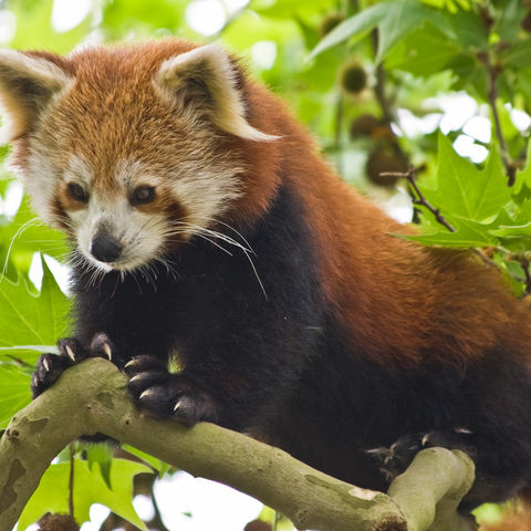 Niedlicher roter Panda, Bhutan