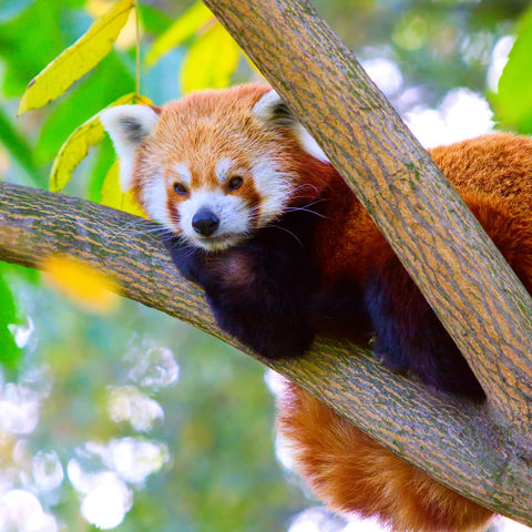 Roter Panda © Seawhisper, Dreamstime.com