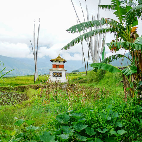 Bananenbäume im Dörfchen Sopsokha, Bhutan