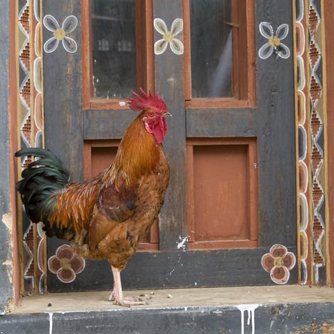 Hahn im Türeingang, Bhutan