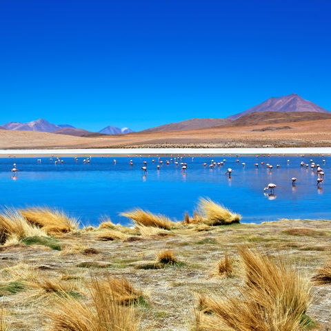 Flamingos in einer Laguna in der Altiplano, Bolivien