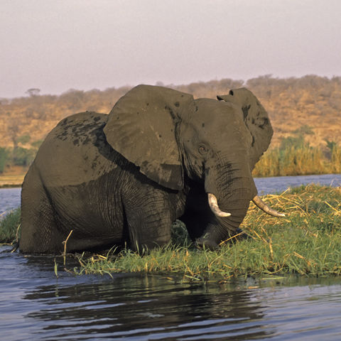 Afrikanischer Elefant erfrischt sich im Flussbett, Botswana