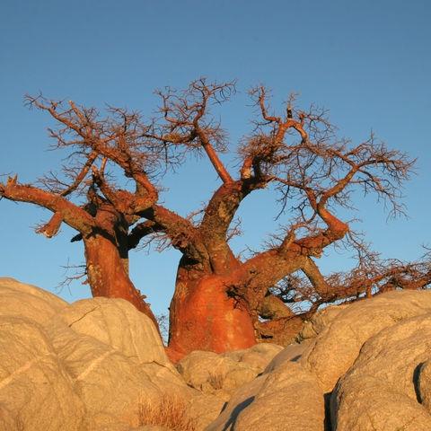 Baobab-Bäume auf einer Felserhöhung, Botswana