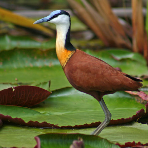 Blatthühnchen auf Wasserlilien, Botswana